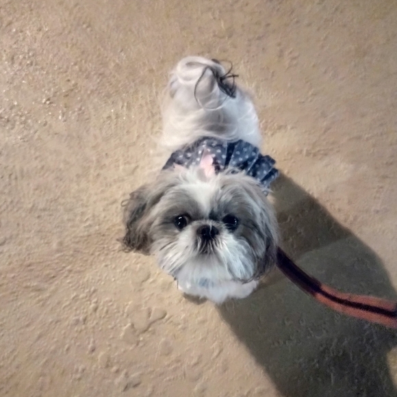 Meet your Posher, Trisha - Picture 2 of 7